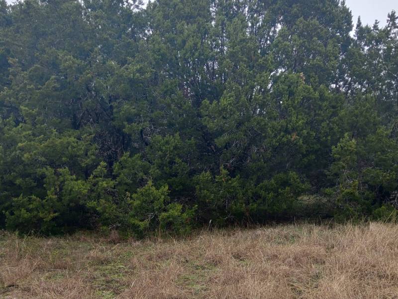Landclearing 2-BEFORE